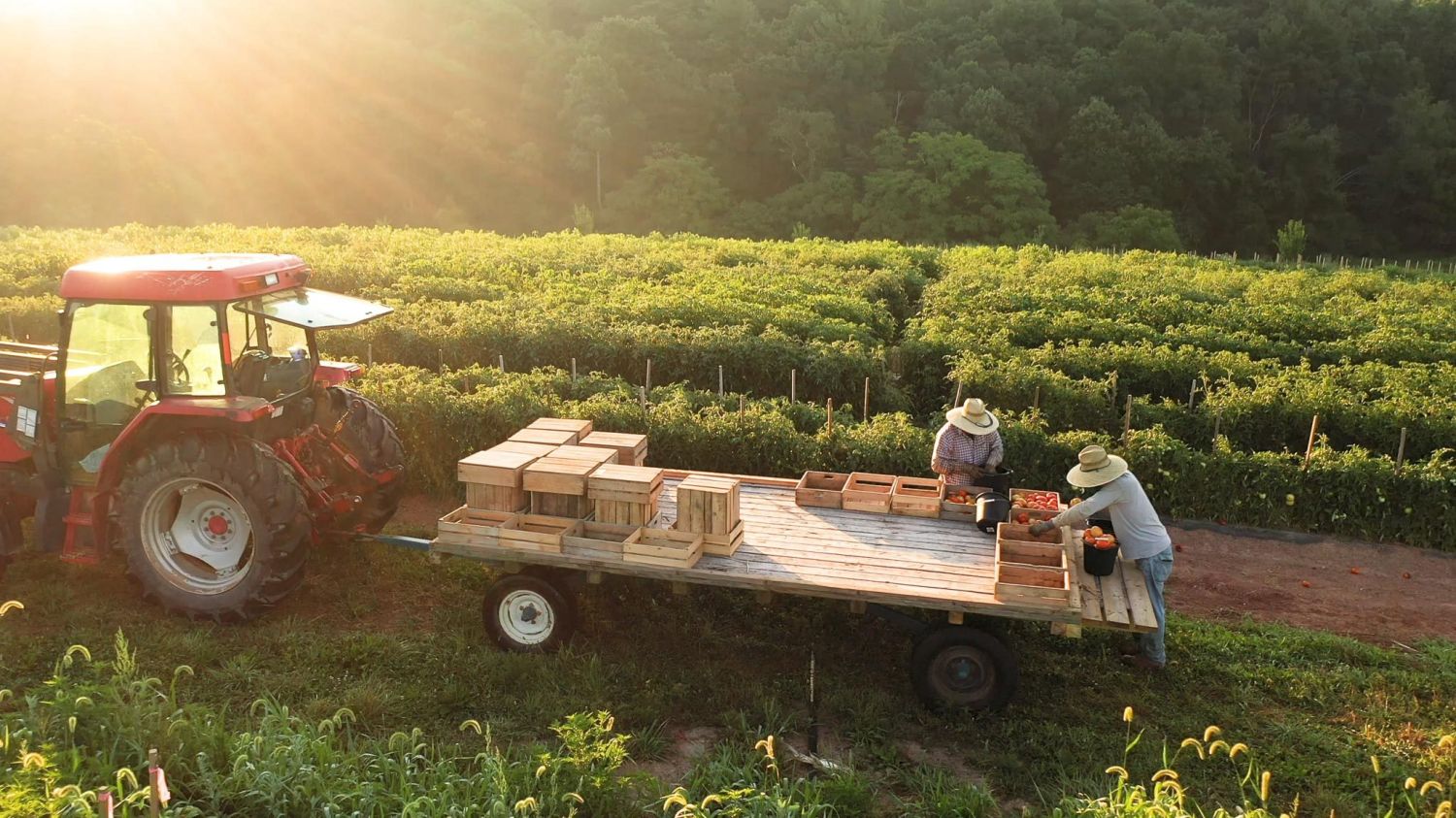 SGS Economics and Planning CWB2