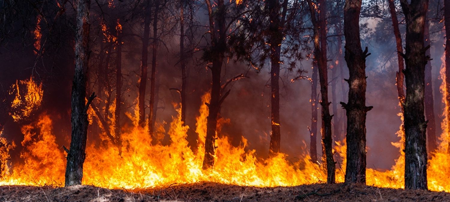 SGS Economics and Planning planning for natural hazards