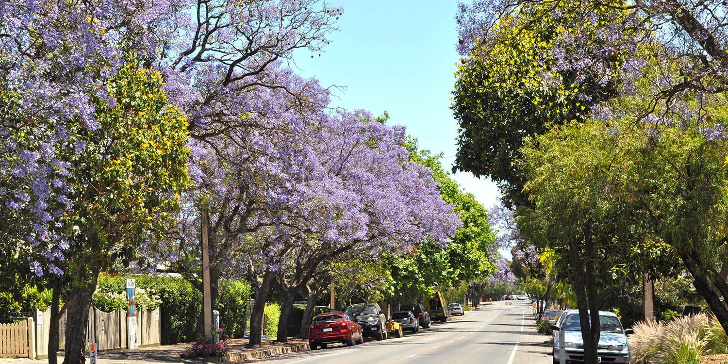 SGS Economics and Planning Cooling and Greening Suburban Street Adelaide