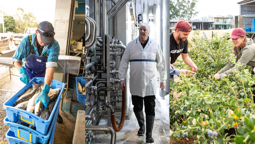 SGS Economics and Planning BCCM report main image collage